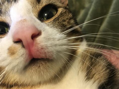 Cat Swollen Upper Lip Treatment