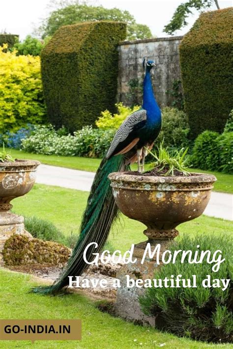 100 Beautiful Good Morning Peacock Images Latest Update