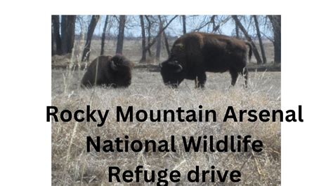 Wildlife Loop Drive Rocky Mountain Arsenal Wildlife Refuge Youtube