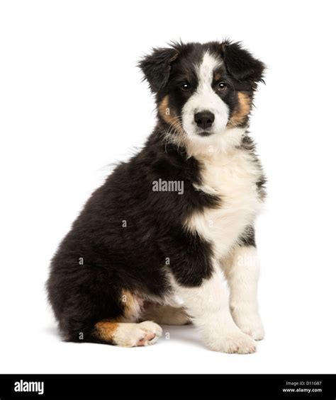 Australian Shepherd Puppy 35 Months Old Sitting And Looking At The