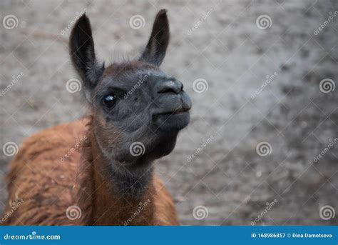 Portrait Of An Animal Llama Close Up A Dark Brown Llama Stock Image
