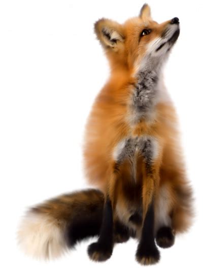 Fox Png Vector Images With Transparent Background Transparentpng