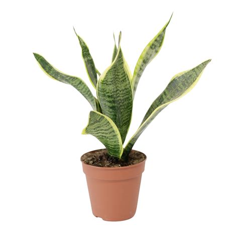 120mm Mother In Laws Tongue Sansevieria Superba Bunnings Warehouse