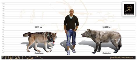 Dire Wolf Vs Wolf Size Comparison