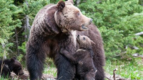 A Yellowstone Grizzly Bear 815 Aka Obsidian Sow Or Mini Mom And Her