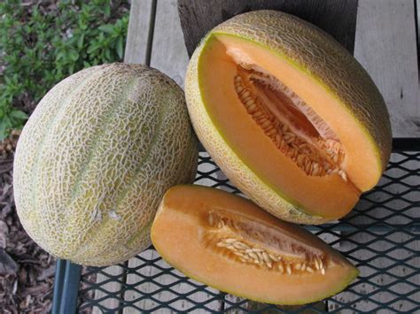 Hales Best Jumbo Melon White Harvest Seed Company