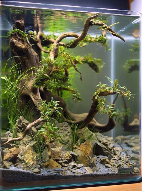 People produce manzanita driftwood for the pet trade all over the country and you can easily find it online or in pet stores. Check out this gorgeous driftwood aquarium design ...