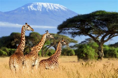 Kenia Safaris And Traumhafte Strände In Afrika Erleben