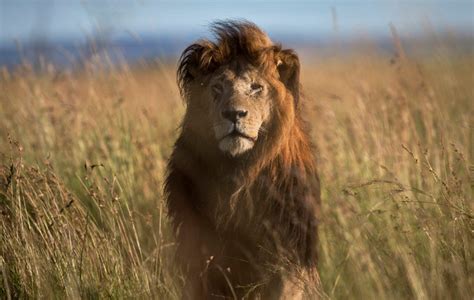 Lions In Central And West Africa To Be Added To Endangered Species List