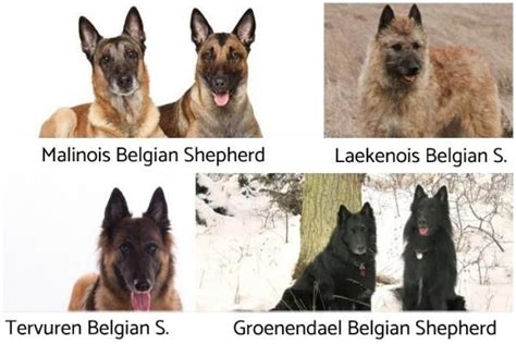 Differences Between German Shepherd And Belgian Shepherd Dogs In 2020