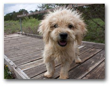 Dogs & puppies in australia. Terripoo (Australian Terrier-Poodle Mix) Info, Puppies ...