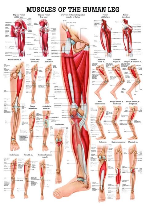Muscle Names In Legs How To Get More Muscular And Thicker Legs