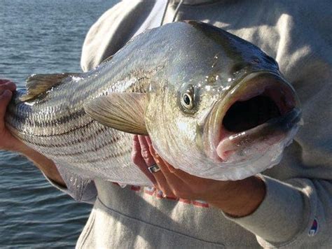 Dead Or Alive Controversy Over Striped Bass Thrown Back In Video