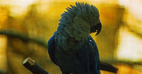 Blue Spixs Macaw That Inspired Movie Rio Extinct In The Wild