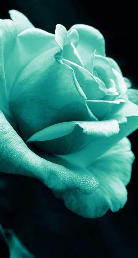 Pin By Angie On Teal Aqua Blue Beautiful Roses Galaxy Phone