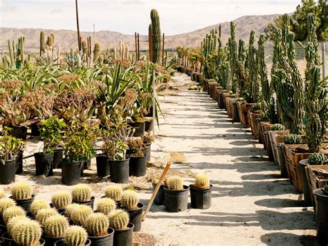 Check out a few nurseries from our gallery that feature this trend. Desert Hot Springs Escape - Sunset Magazine