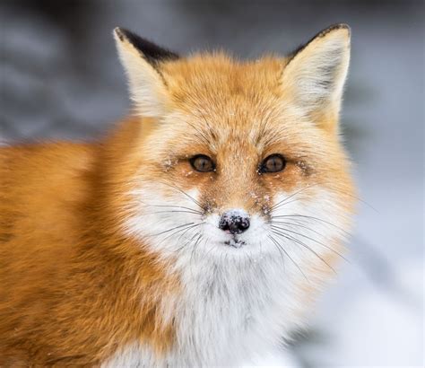 Beautiful Wildlife Red Fox Fox Wildlife