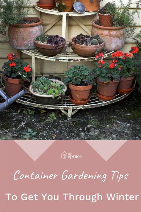 Fall And Winter Container Gardening Tips Container Gardening Winter