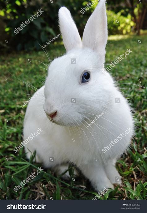 White Rabbit With Blue Eyes In The Green Grass Leporidae
