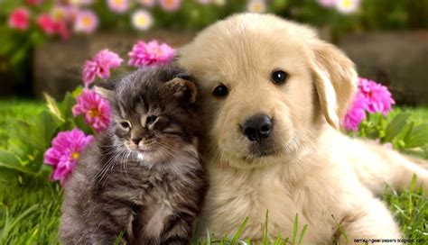 Cute Cat And Dog Wallpapers Amazing Wallpapers