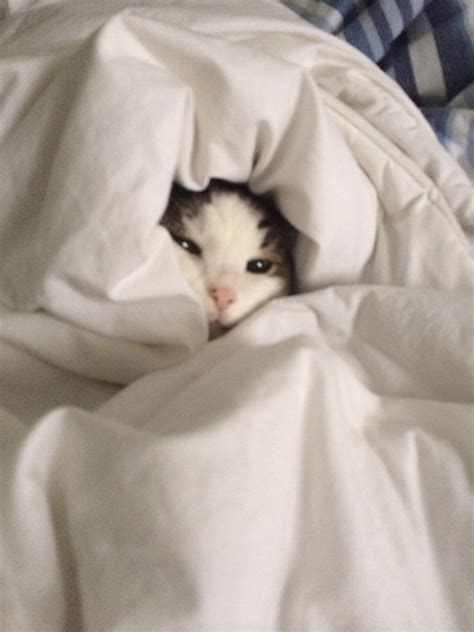 97 Sad Cat In Blanket Meme