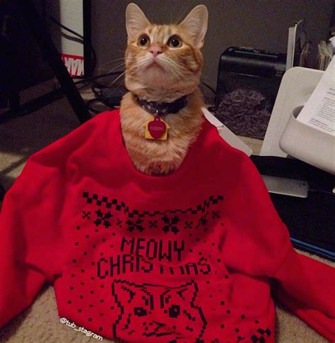 Shudder At These Pictures Of Cats Wearing Ugly Holiday