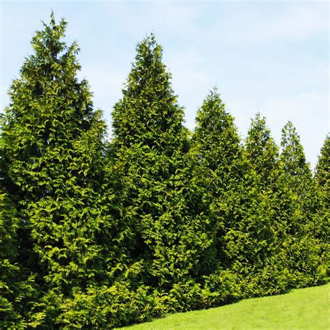 Planting Green Giant Arborvitae Hedge