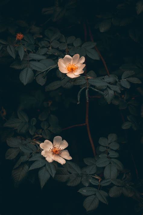 Moody Duo Photo By Val Vesa Adspedia On Unsplash Flower Wallpaper