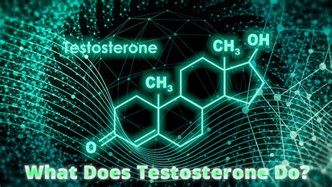 What Are Normal Testosterone Levels Balance My Hormones