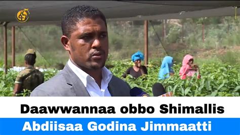 Daawwannaa Obbo Shimallis Abdiisaa Godina Jimmaatti Youtube
