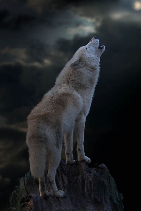 The door in the floor r 2004 ‧ adaptation/drama ‧ 1h 51m jef. A White Wolf Howling on a Dark Chilly Night. … | Wolves ...