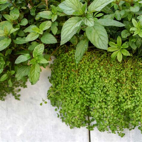 Mint Seeds Corsican Mini Mint Herb Seeds In Packets And Bulk Eden