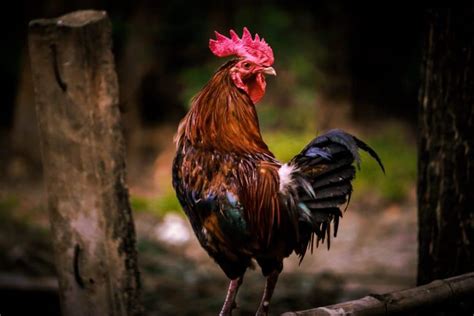 The National Animal Of France The Rooster Discover Walks Blog