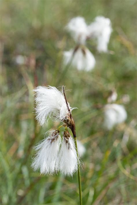 Eriophorum Angustifolium Common Cottongrass Cyperaceae Flickr