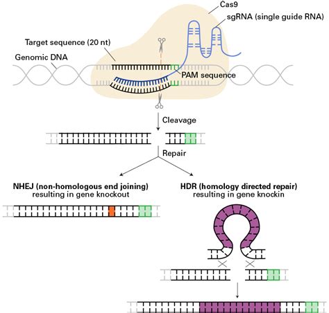 Gene Editing For Cancer Therapydrug Discovery