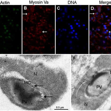 The Localization Of Myosin Va At The Early Stage During E Sinensis