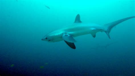 Spotty Shark Malapascua Evolution Diving Resort Malapascua