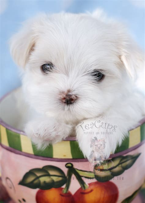 Maltese Puppies For Sale In Miami Fort Lauderdale Fl Teacups