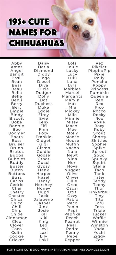 195 Cute Names For Chihuahuas Male And Female Hey Djangles
