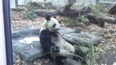Giant Panda At Ueno Zoo Tokyo Japan Youtube