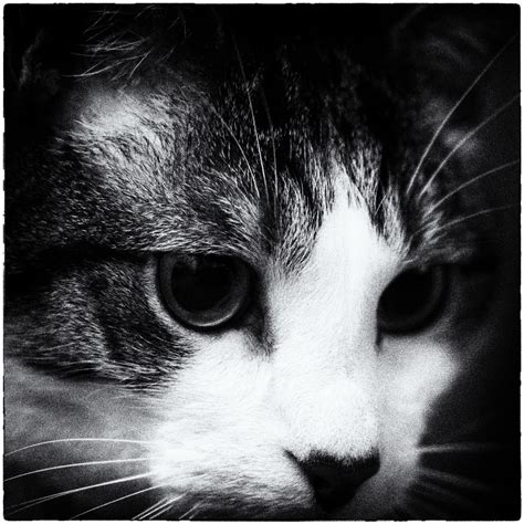 free images black and white black cat close up nose whiskers illustration eye