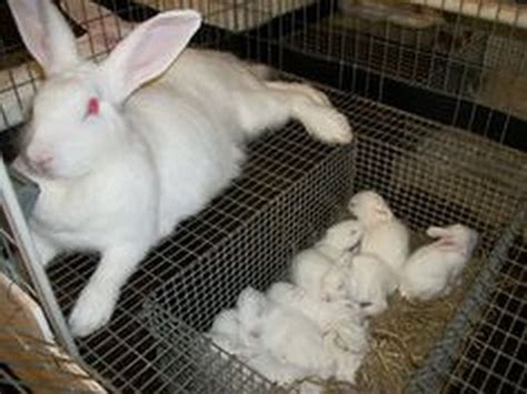 Can you have a healthy most women who have a stillborn baby go on to have a healthy pregnancy. Rabbits -- How to tell if your doe rabbit is pregnant ...