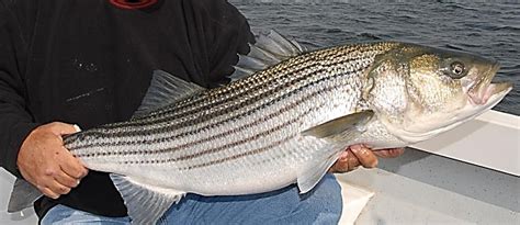 Striped Bass 101 Part 3 Of 4 —