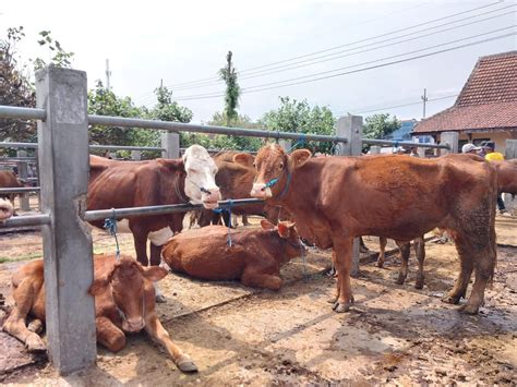 35 Sapi Di Situbondo Mati Terpapar Wabah PMK Disnakkan 1 500 Dosis