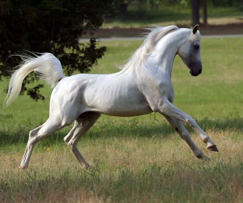 Белый арабский конь (с изображениями) | Красивые лошади, Фото с ...