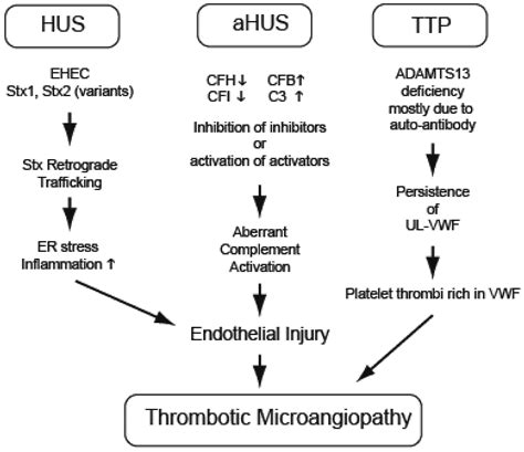 microangiopathies thrombotiques 1 diagnostic d un srlf