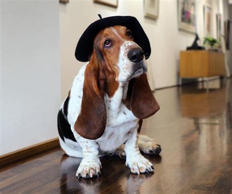 Basset Hound Breed Information Guide Facts And Pictures Bark