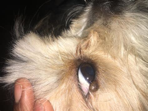 Why Does My Dog Have A Bump On His Eyelid