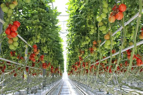 Greenhouse Farming In North America Van Iperen International