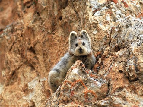 13 Rare Animals That Are Teetering On The Brink Of Extinction Cute
